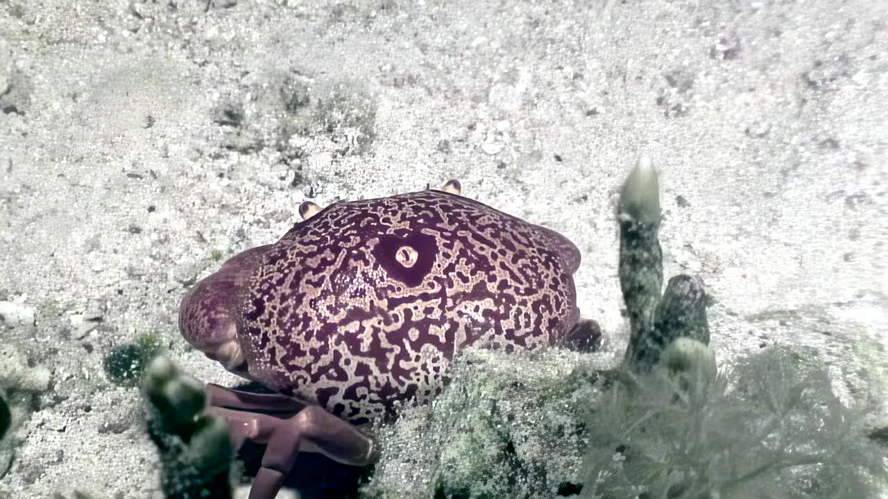 一只紫色的海蛞蝓在平静的水中游动，旁边是一只海星视频下载