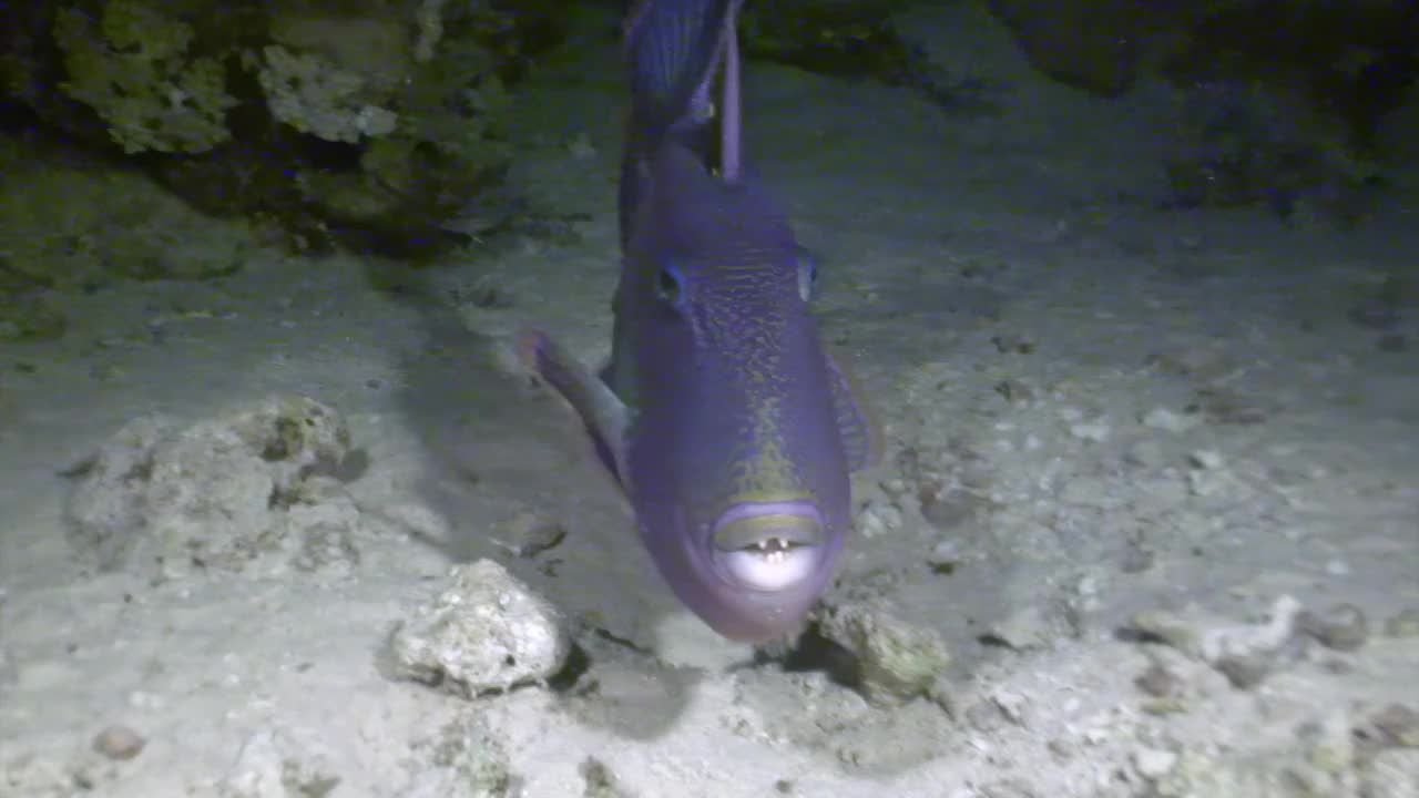 一条紫色的鱼在海洋中的珊瑚礁附近游来游去视频下载