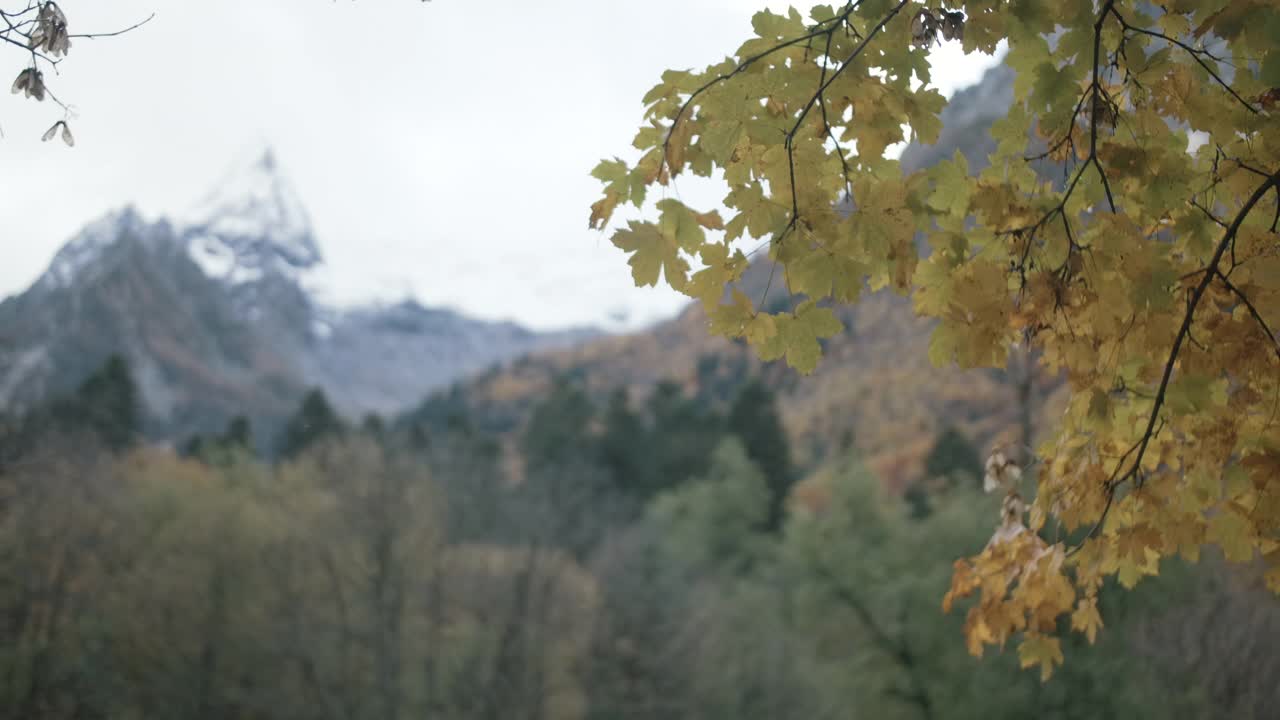 高山被雪覆盖在树枝后面。有创造力。黄色的秋叶，后面是茂密的小山。视频素材