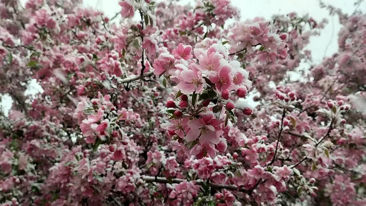 下雪时丁香花的全景图视频下载