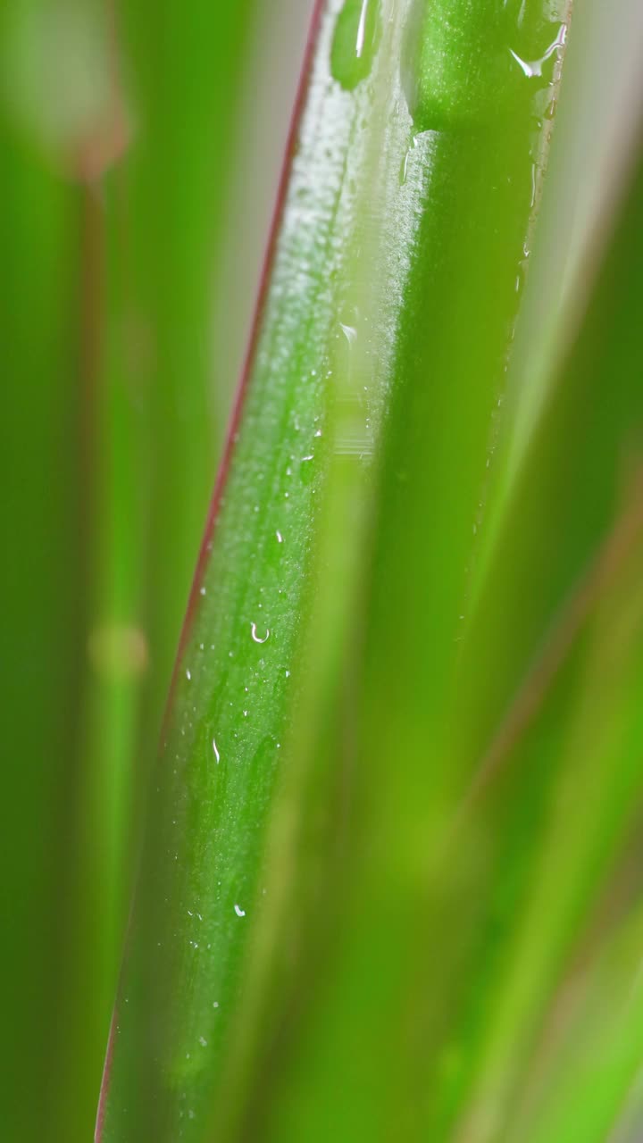 葱郁的枝叶上流淌的水滴，宁静的自然景象视频下载