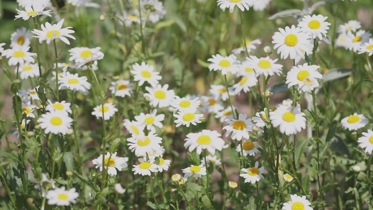 雏菊的背景夏天视频素材