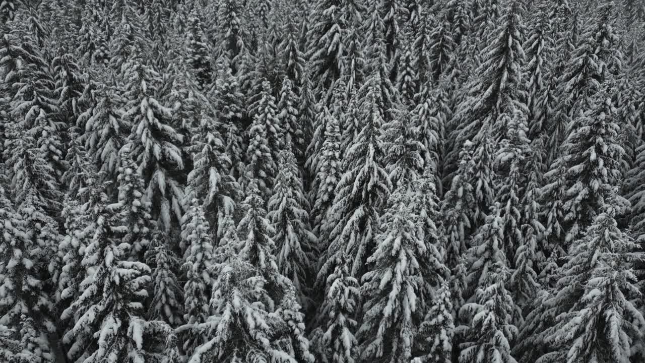 鸟瞰美国爱达荷州积雪覆盖的森林。捕捉冬天的风景和自然的宁静和未被触及的美丽的概念。60 fps。视频素材