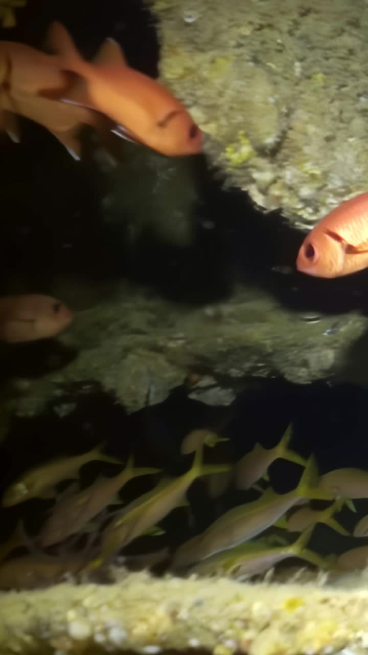 海洋中的一群鱼视频下载
