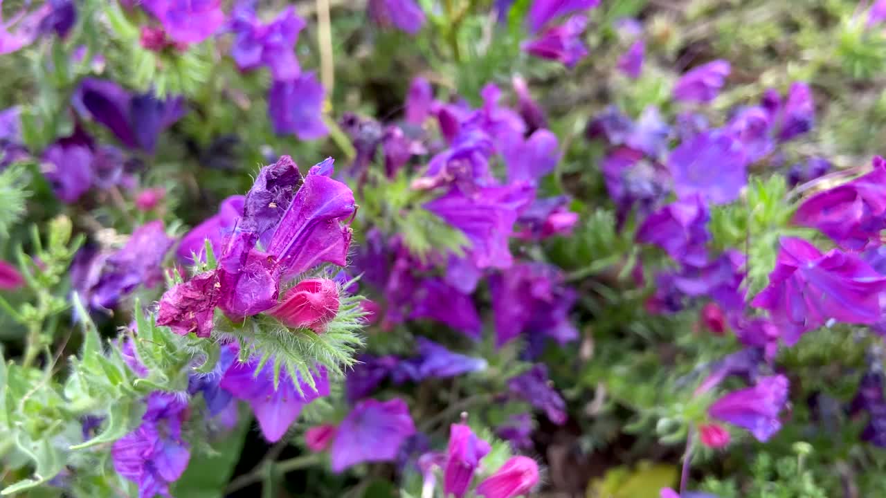 蓝粉色的钩兰花靠近。西班牙特内里费,加那利群岛。视频素材