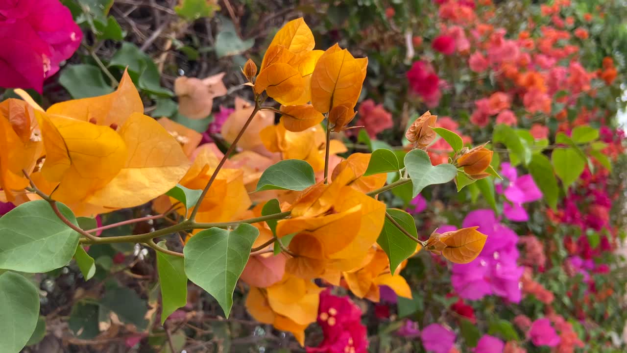 盛开的彩色九重葛花的背景。热带观赏植物概念。视频素材