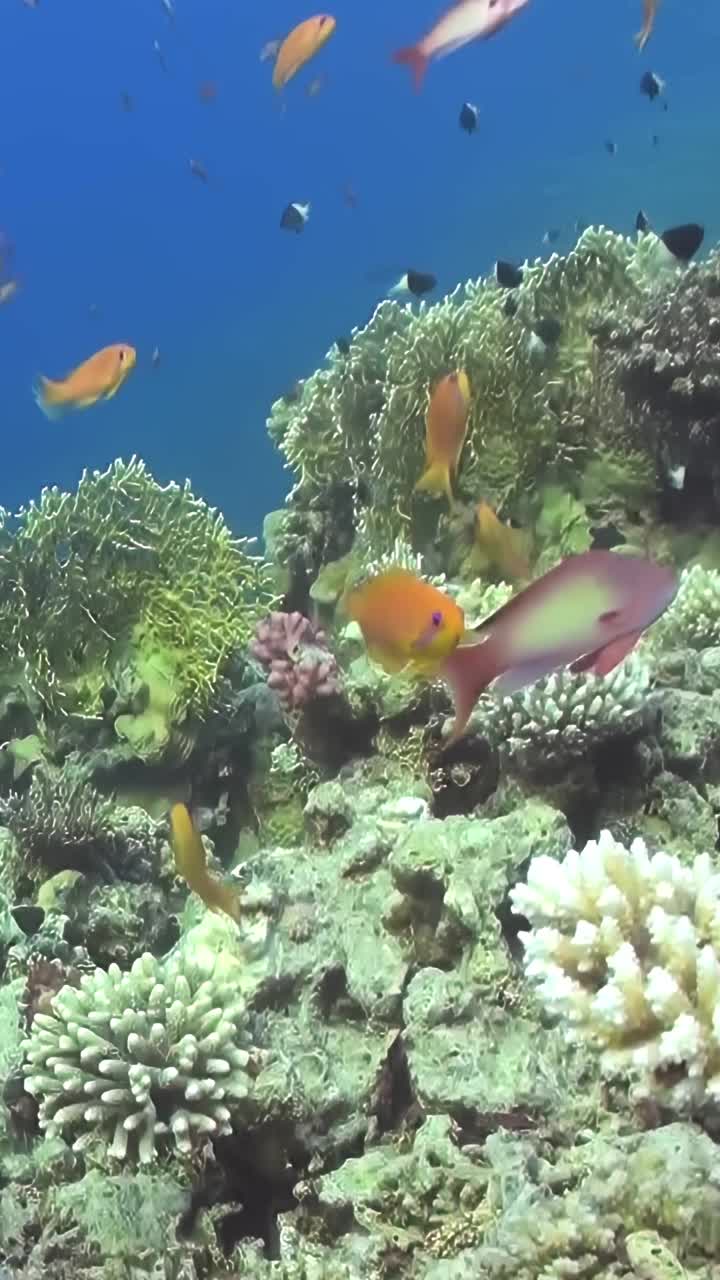 大海里一大群橙色的鱼视频下载