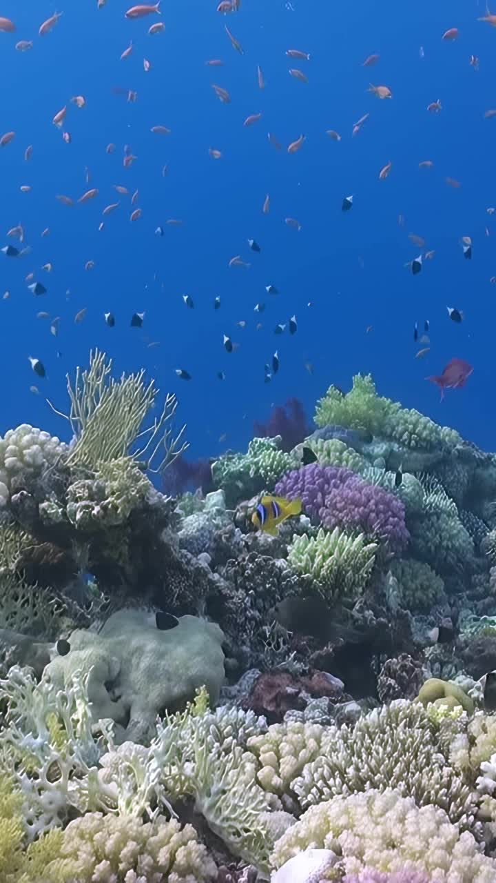珊瑚礁附近的鱼视频下载