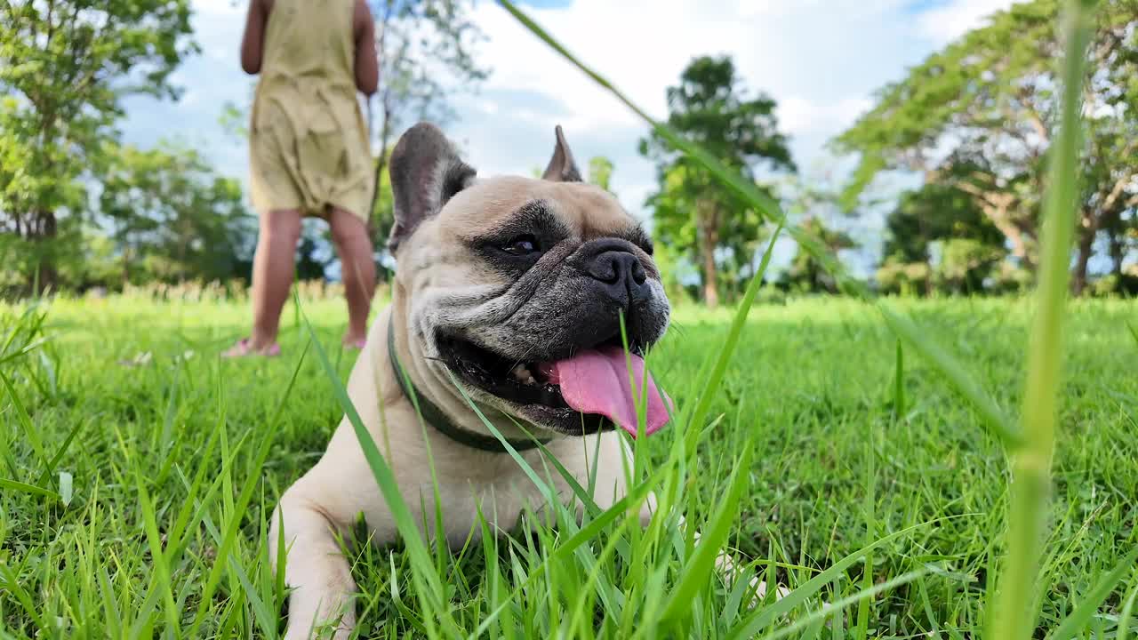 狗在夏天躺在草地上喘气。视频素材