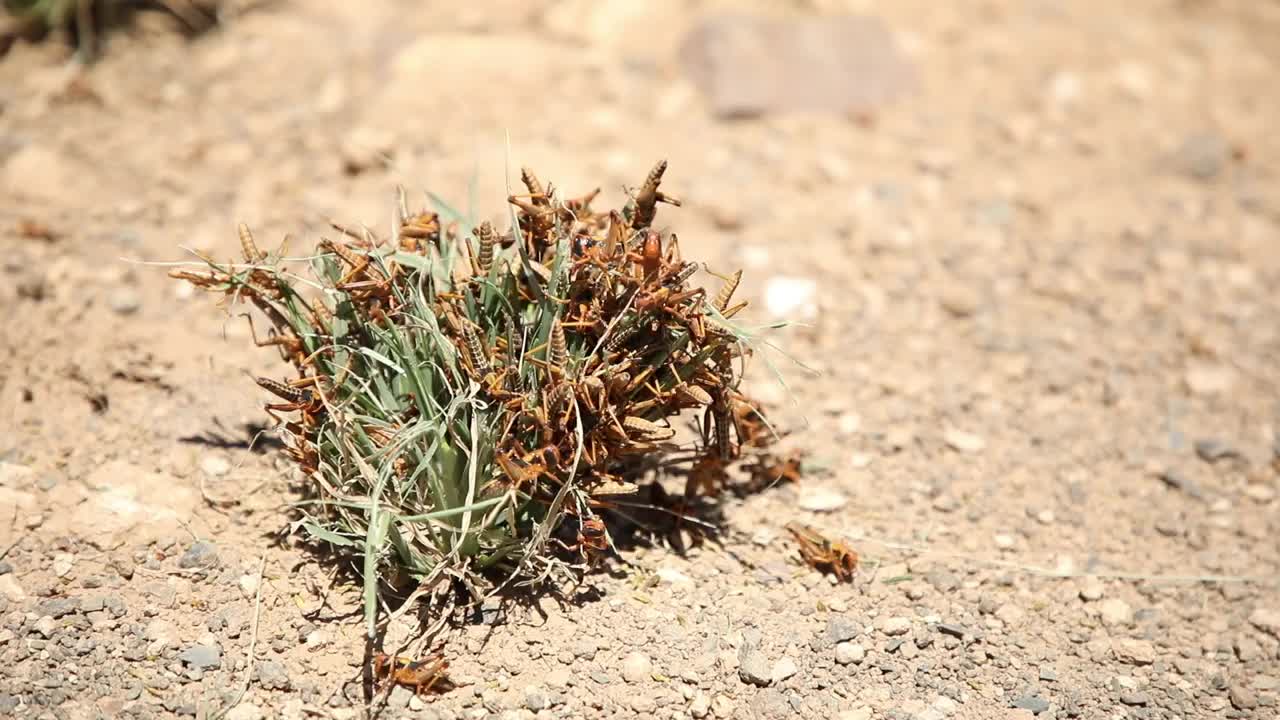 蝗虫在吃一小丛草视频下载