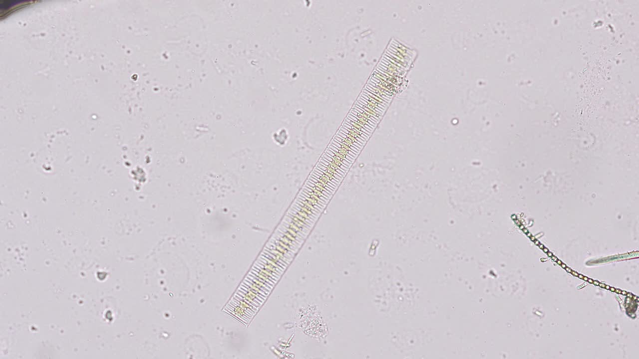 微晶硅藻显微镜下的微晶硅藻-光学显微镜x200放大视频素材