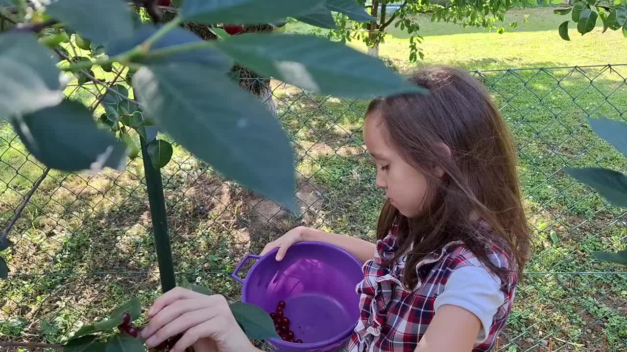 可爱的小女孩从樱桃树上摘樱桃视频素材