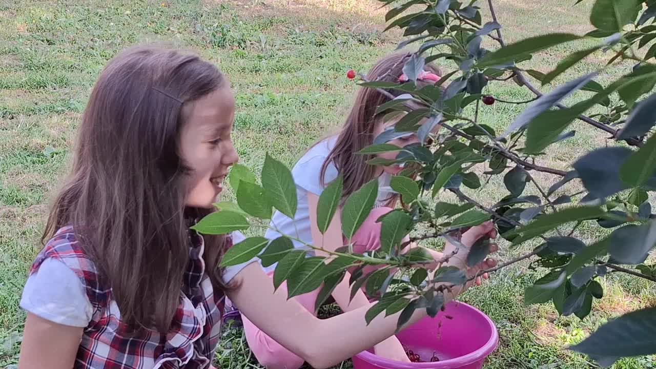 快乐的孩子们在后院的树上摘樱桃视频下载