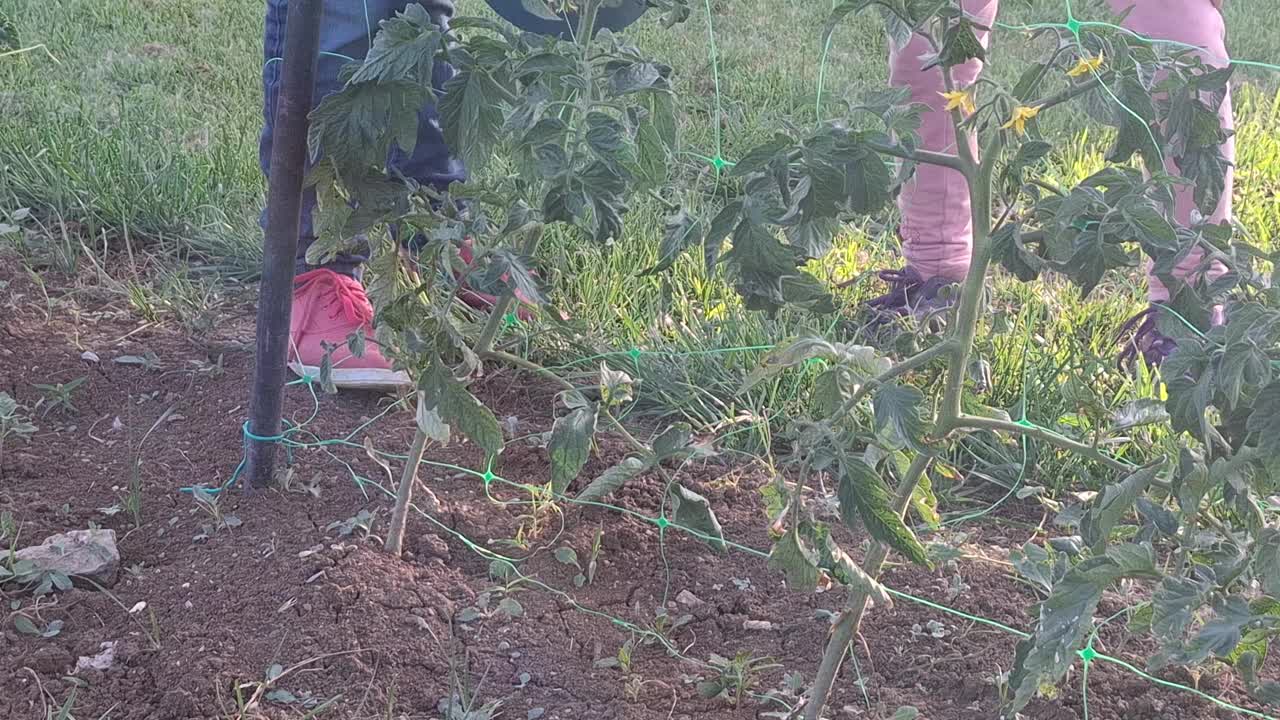 不知名的女孩在夏天给花园浇水视频素材