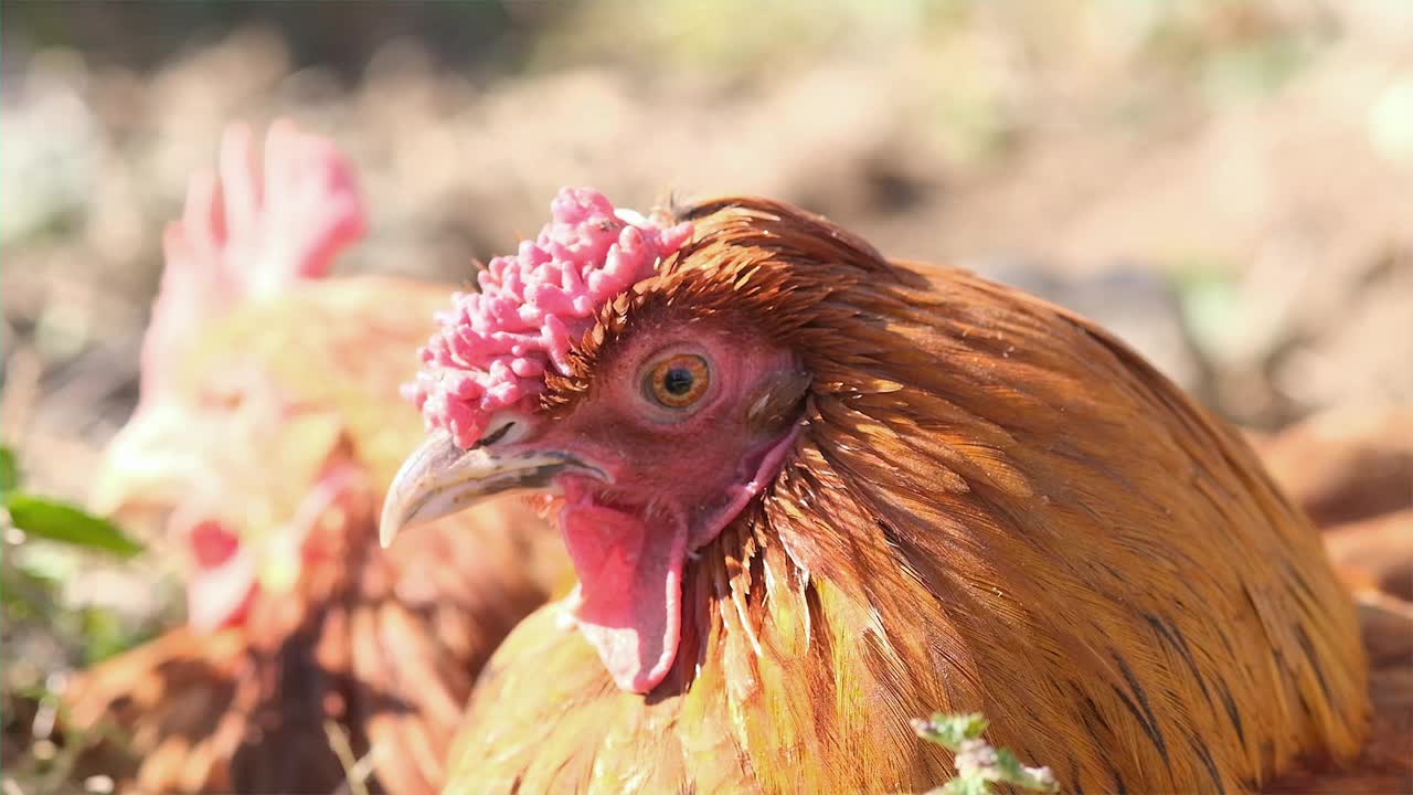 养鸡场母鸡眼皮动作缓慢，养鸡业集约化，禽流感发病视频下载