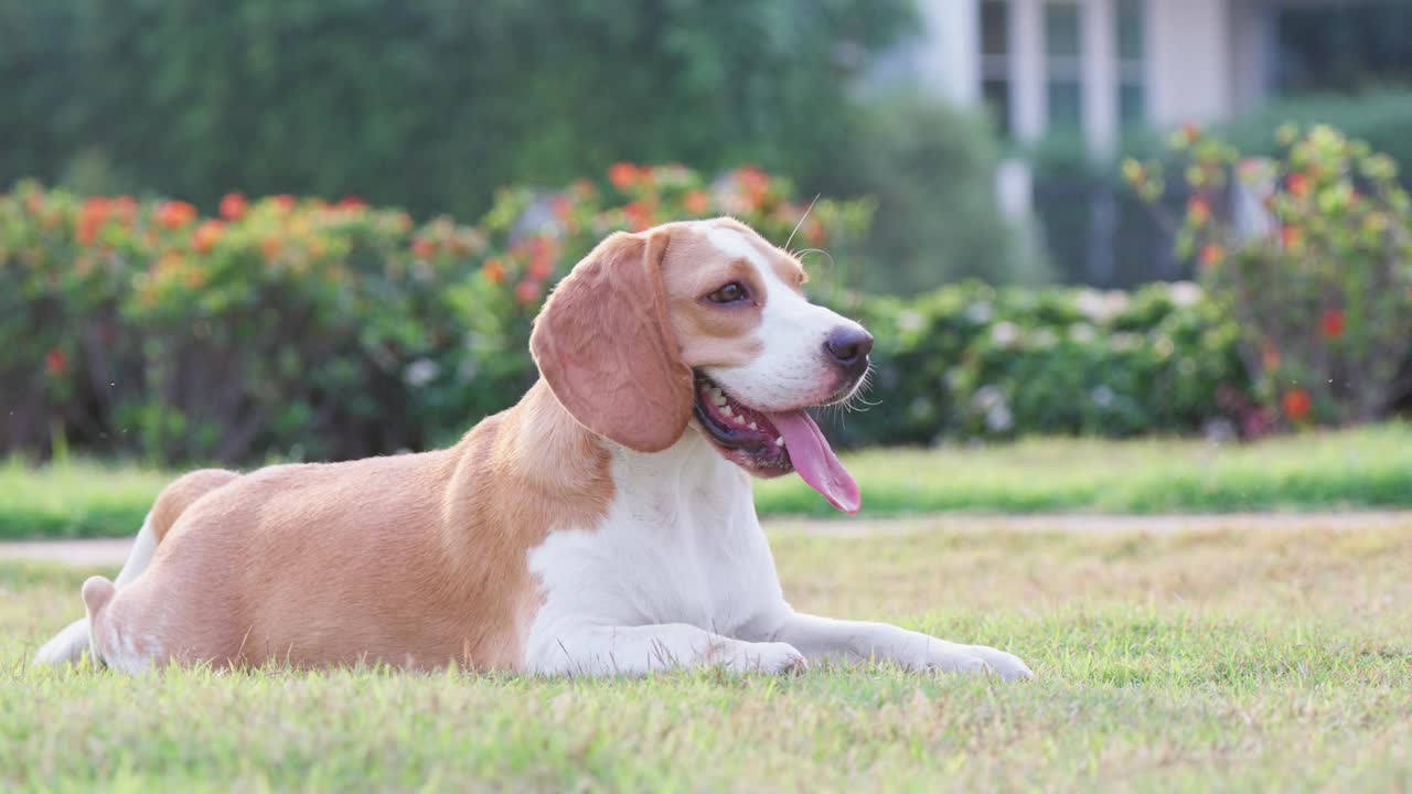 可爱的小狗比格犬画像在一个晚上的花园。萌宠概念视频素材