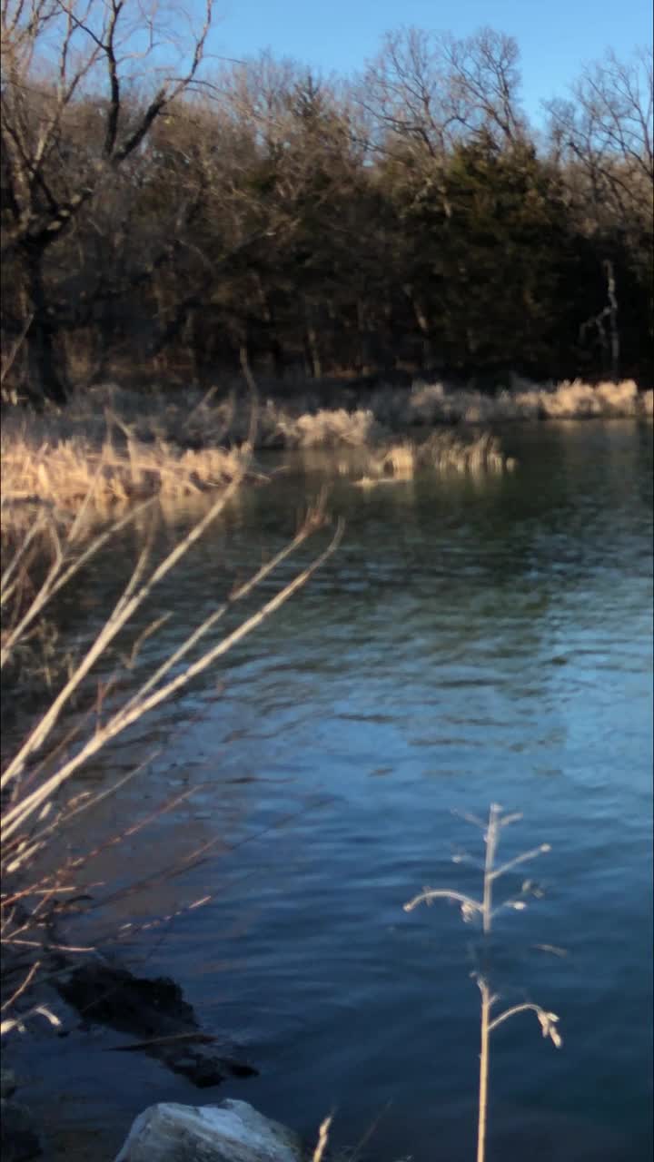 俄克拉何马州的默里湖州立公园，秋天的默里湖，树上有五颜六色的叶子。视频下载