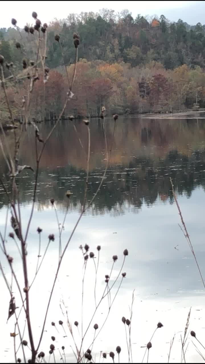 秋天，福克山河上五颜六色的树木倒映在水中，放大了视频下载