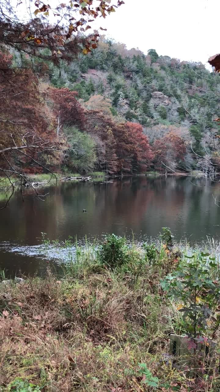 稳定的垂直镜头秋天的颜色反映在福克山河，河湾，俄克拉荷马视频下载