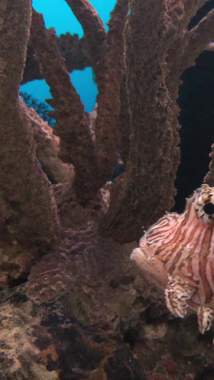 一只狮子鱼在一个巨大的水族馆里游泳的稳定的垂直镜头视频下载