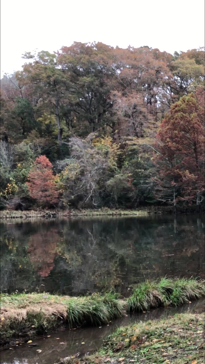 秋天，俄克拉何马州河狸湾州立公园，福克河的垂直镜头。视频素材