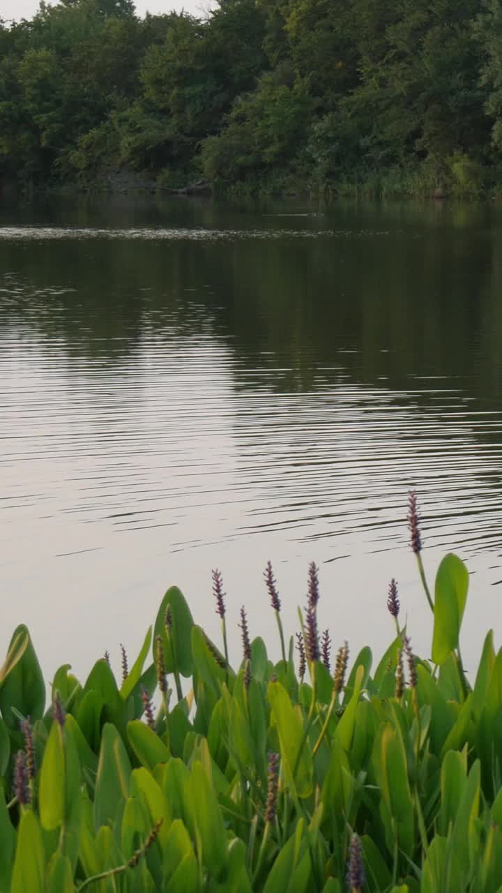 平移，垂直镜头的一个湖，鸭子游泳视频下载