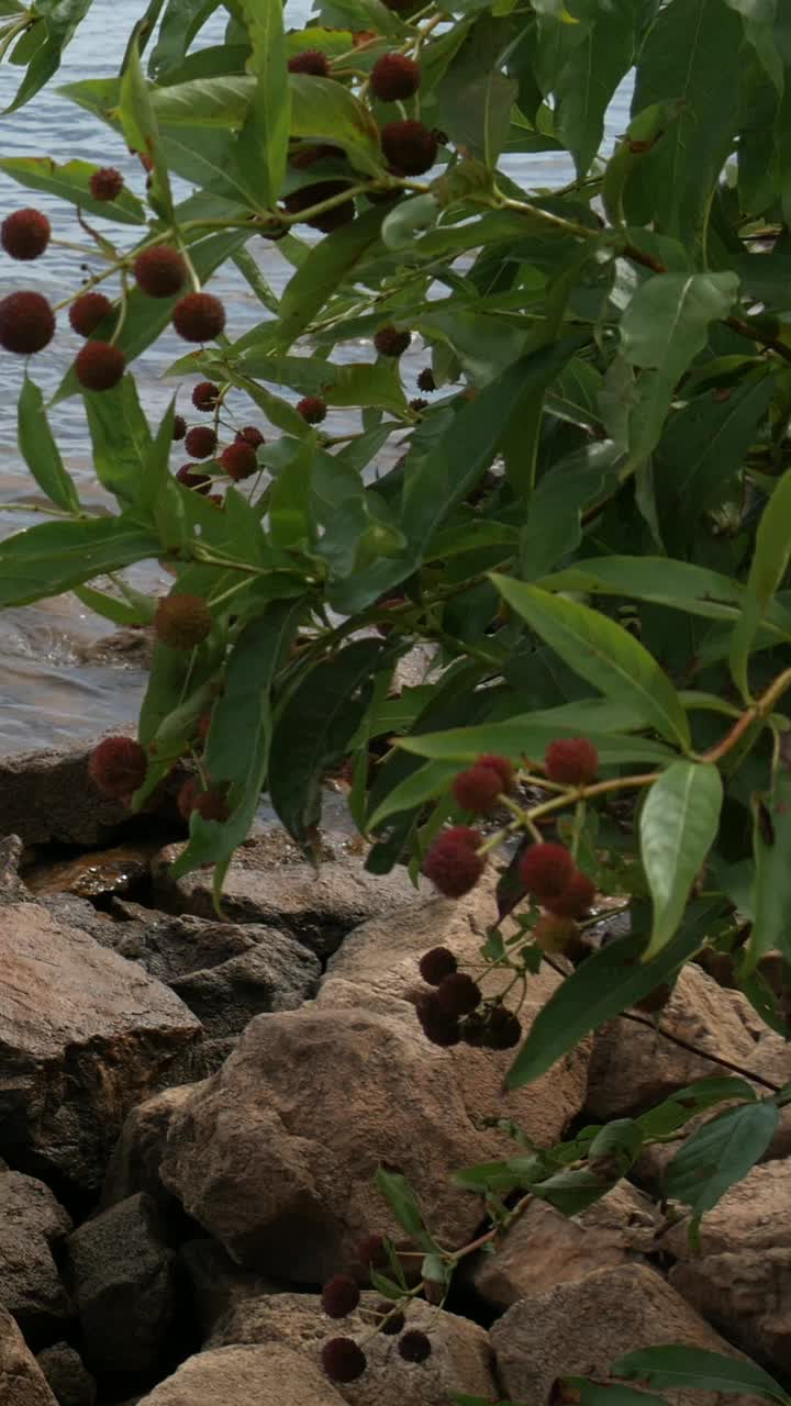 倾斜拍摄，水轻轻地拍打着湖边的岩石，附近有植物和鲜花视频下载