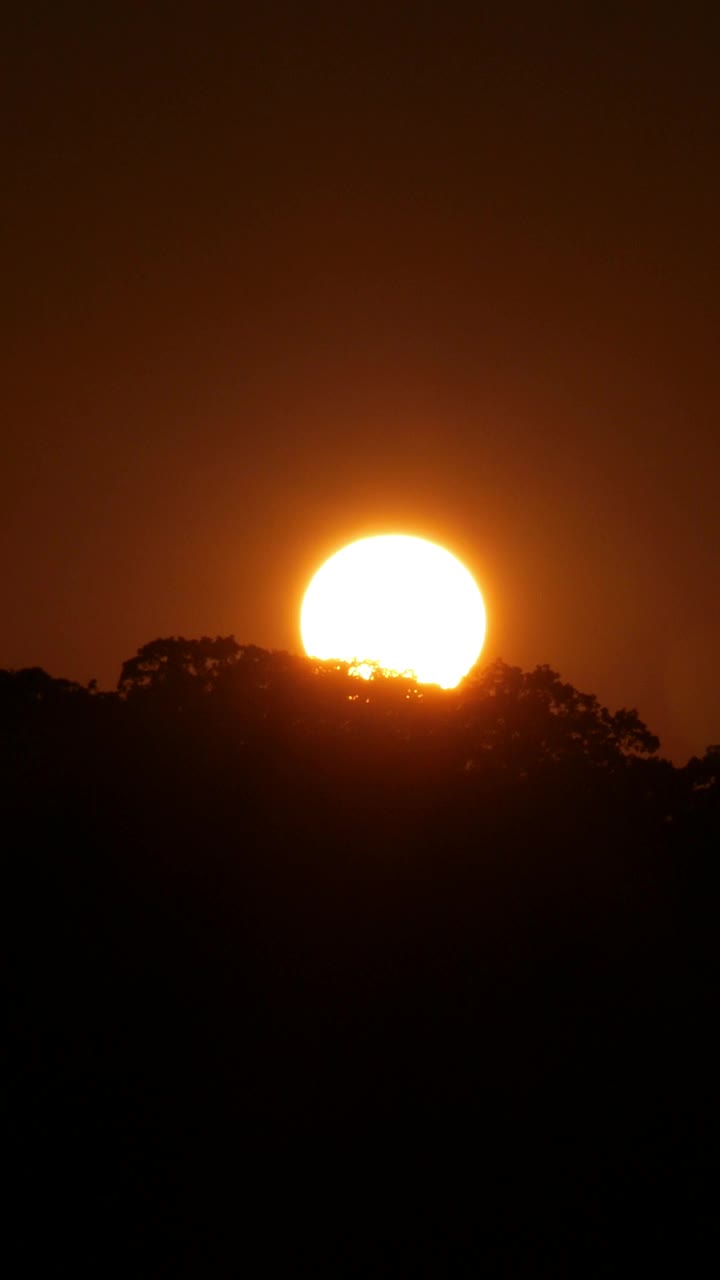 放大镜头，一个巨大的圆形夕阳在树梢上，垂直视频下载