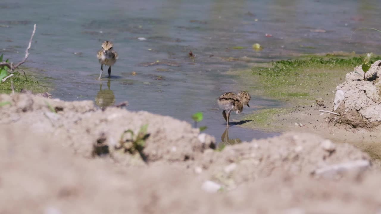 新生黑翅高跷，沼泽中鳄梨和高跷科的涉水动物视频素材