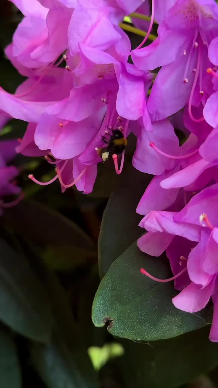 飞行大黄蜂为紫色杜鹃花授粉视频素材