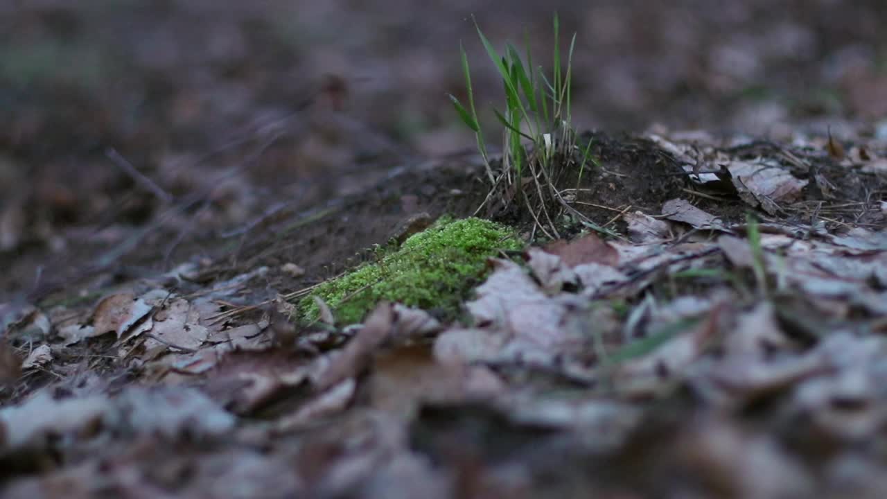 森林漫步-苔藓地面和落叶。一个人走在树林里。慢动作视频素材