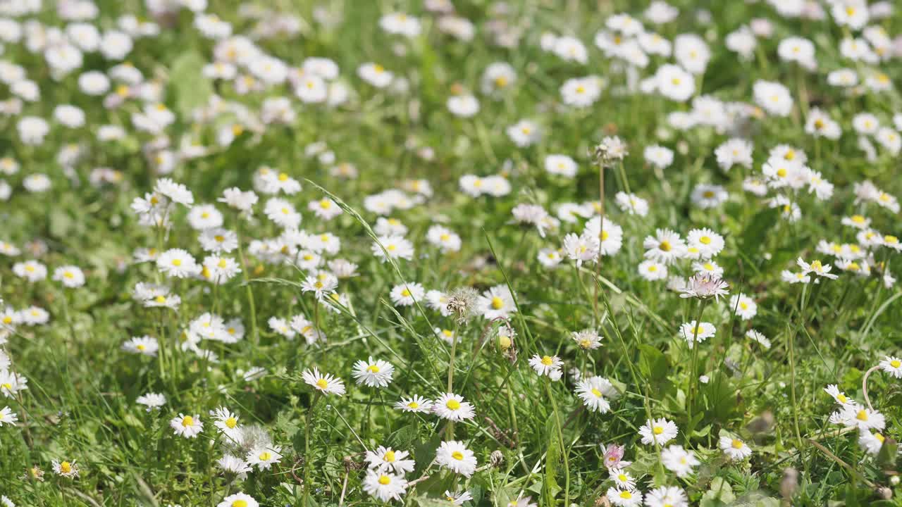 田野雏菊夏天的背景视频素材