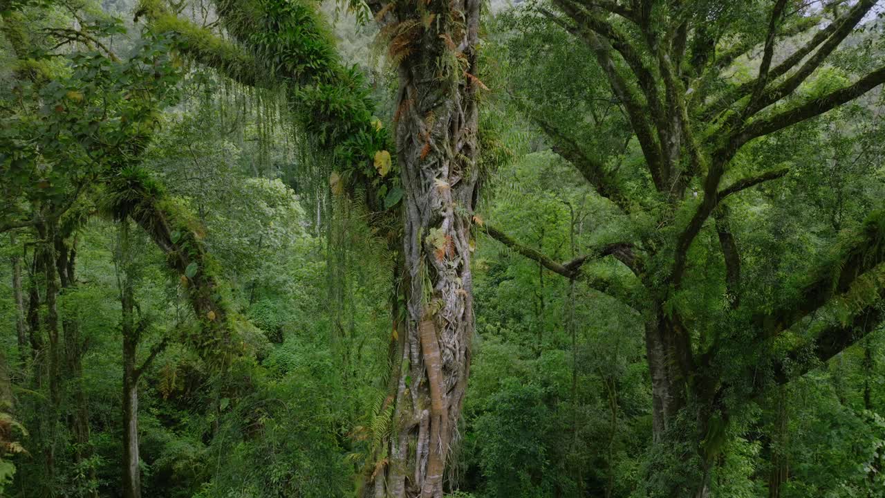 热带森林内部。热带雨林的背景。无人机拍摄的巴厘岛。视频素材