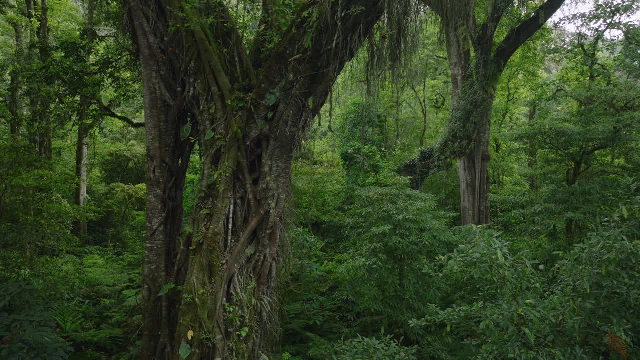 热带森林内部。热带雨林的背景。无人机拍摄的巴厘岛。视频素材