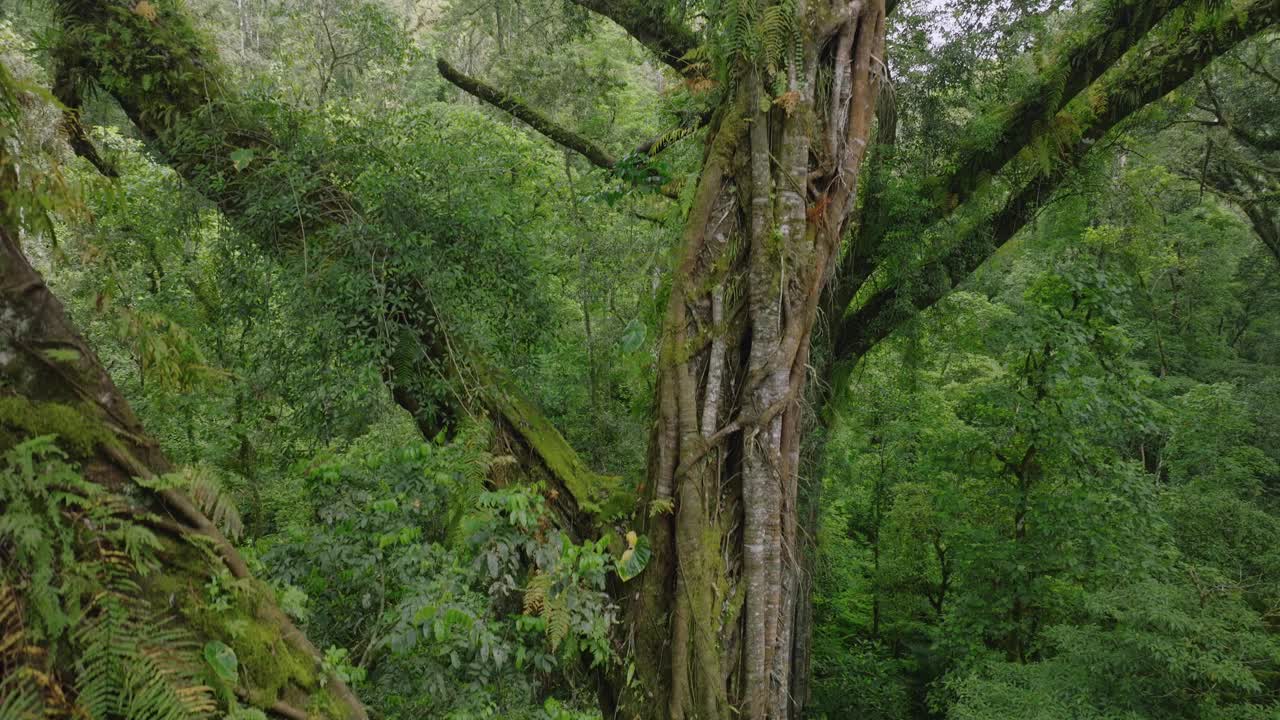 热带森林内部。热带雨林的背景。无人机拍摄的巴厘岛。视频素材