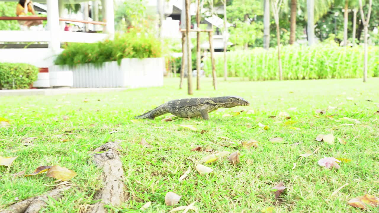 水监测器或瓦拉纳斯救星视频素材