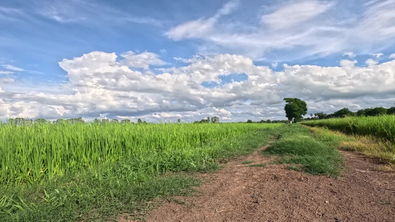 一个美丽的绿色稻田的全景沿着混凝土和土路。视频素材
