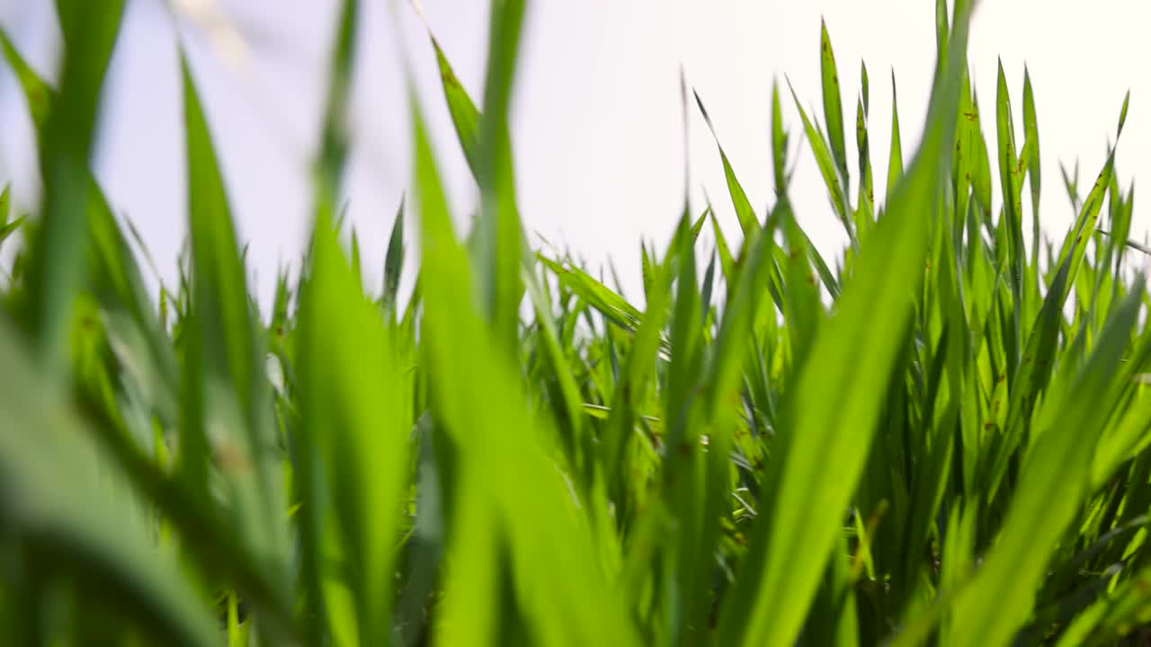 田里新种的小麦视频素材