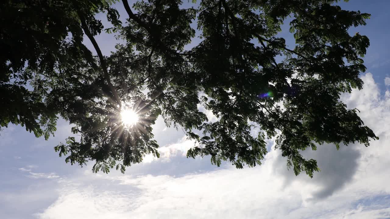 低视角靠近树顶的绿色植物群和太阳。视频下载