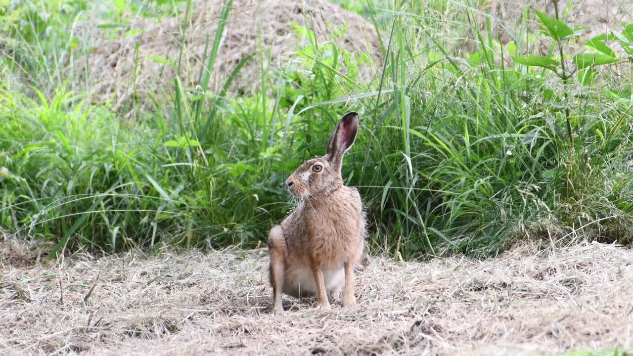 欧洲褐兔(又名Lepus europaeus)正在田野的阳光下休息。视频下载