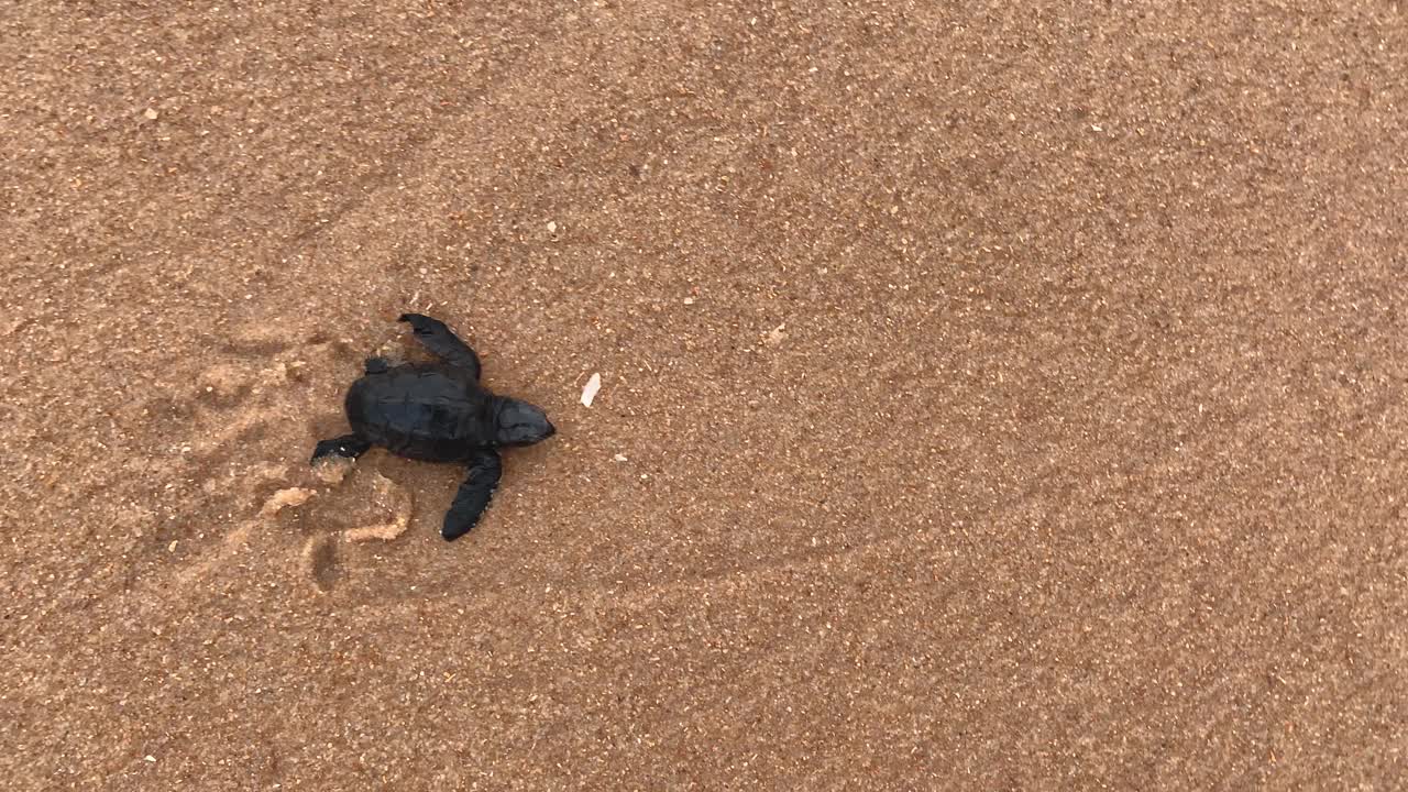 乌龟向着大海喝水，被海浪带着视频素材