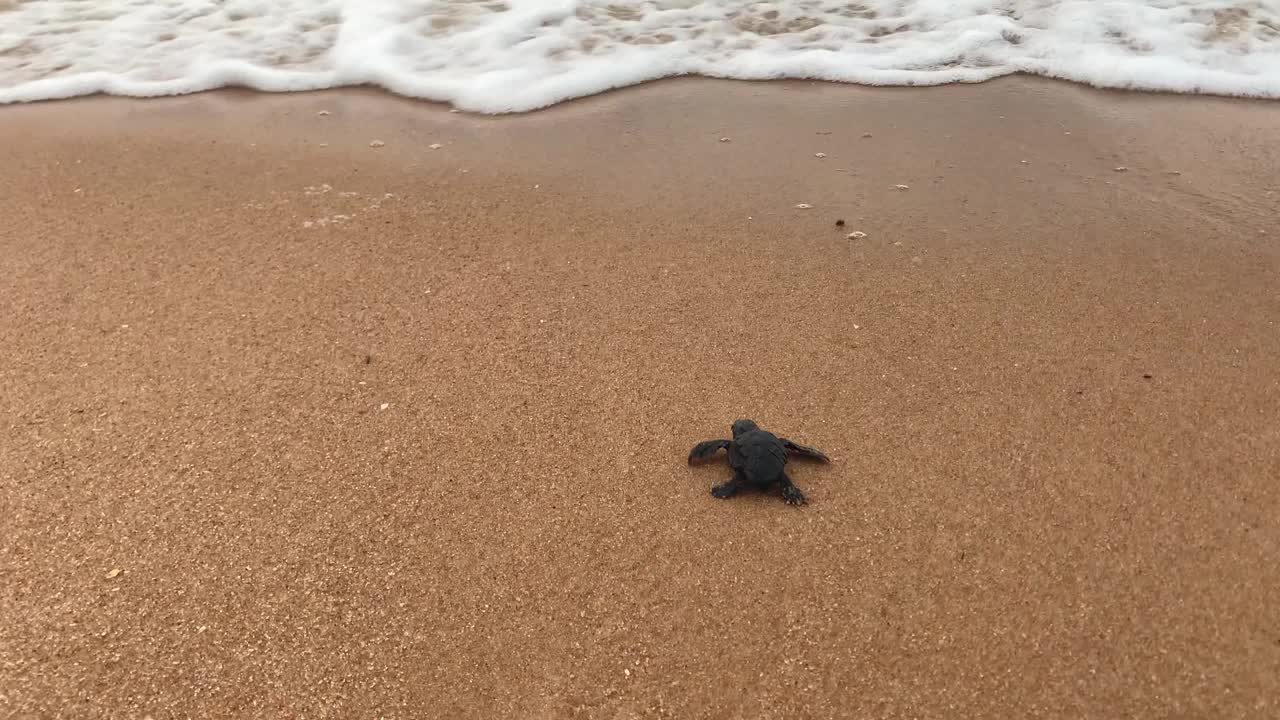 小海龟要去海边视频下载