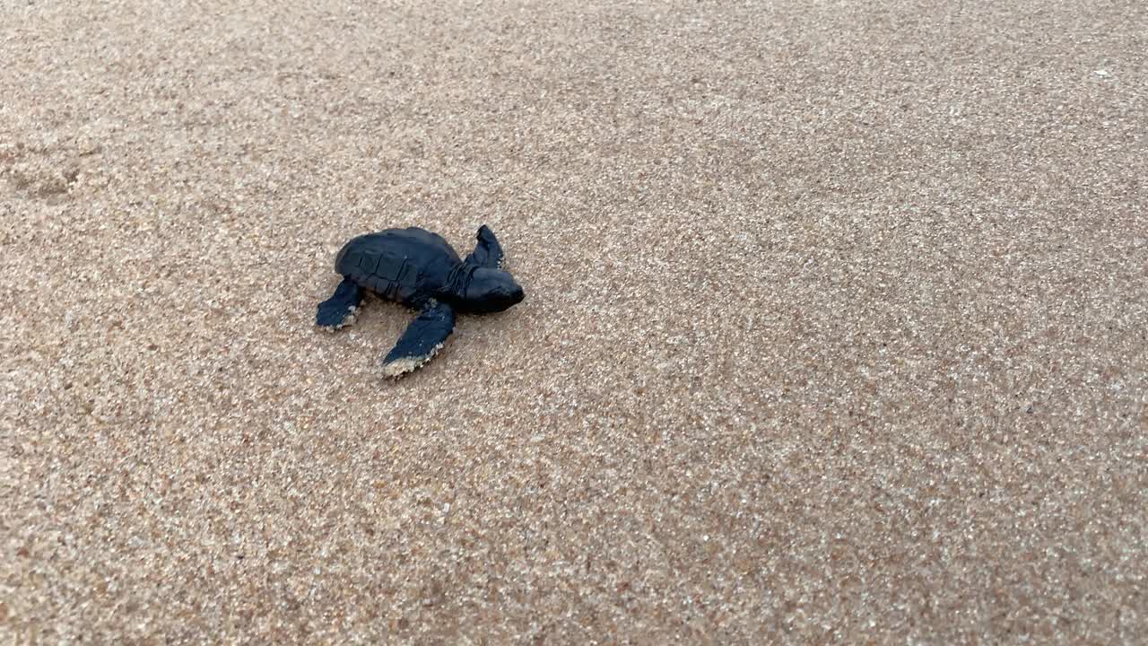 一只新生的海龟向大海游去视频素材