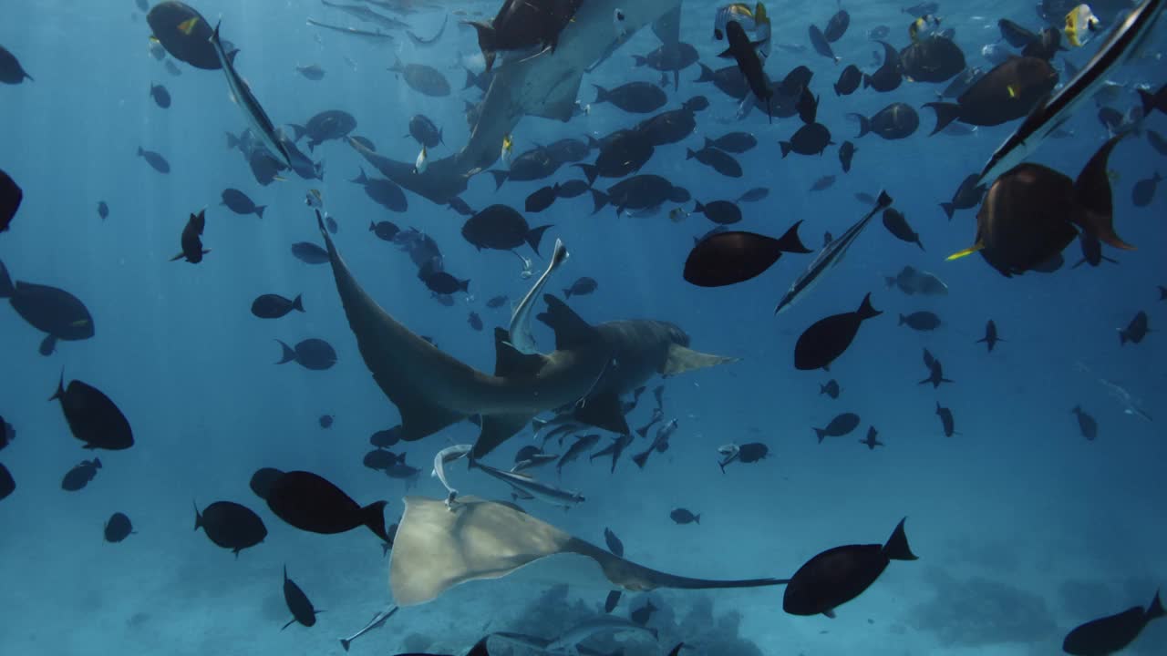 海洋生物与刺鳐，鲨鱼和许多鱼类水下在蓝色的海洋视频素材