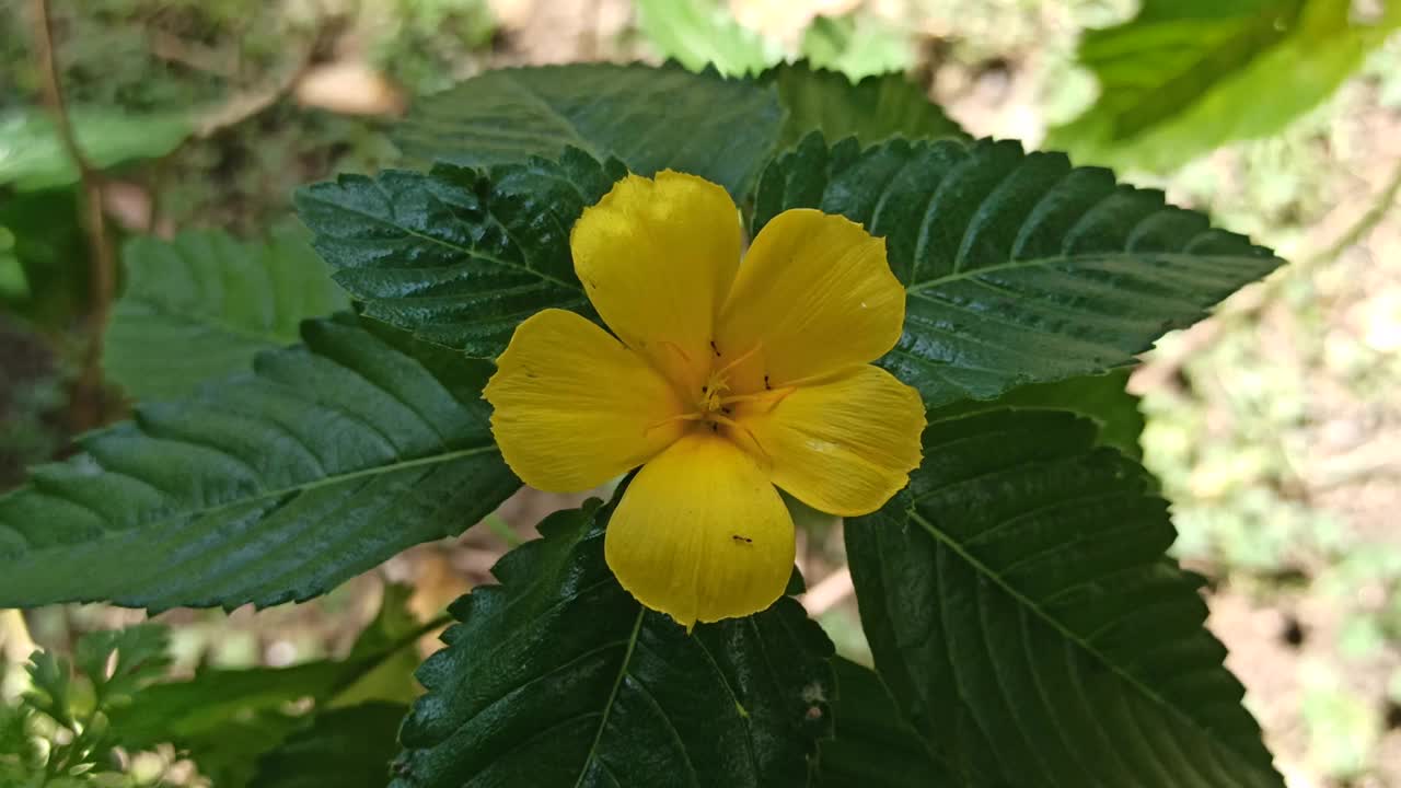 黄色的车尾草花视频素材