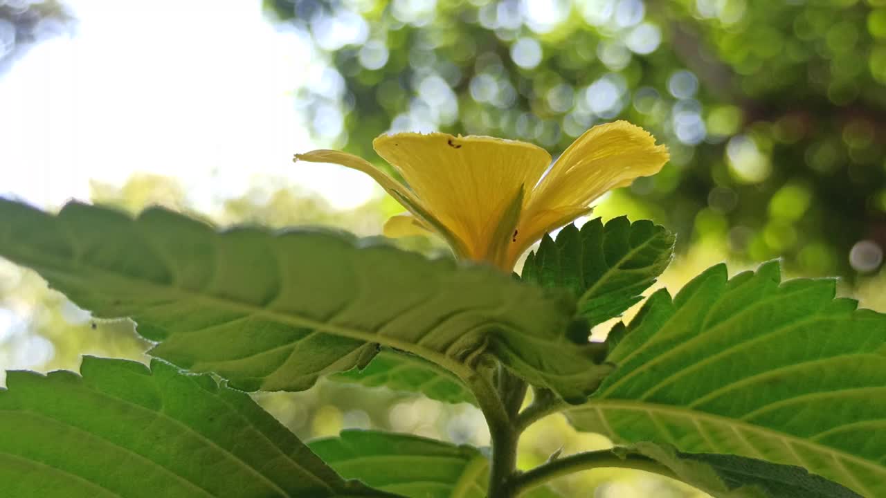 黄色的车尾草花视频素材