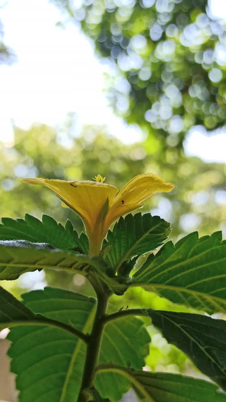 黄色的车尾草花视频素材