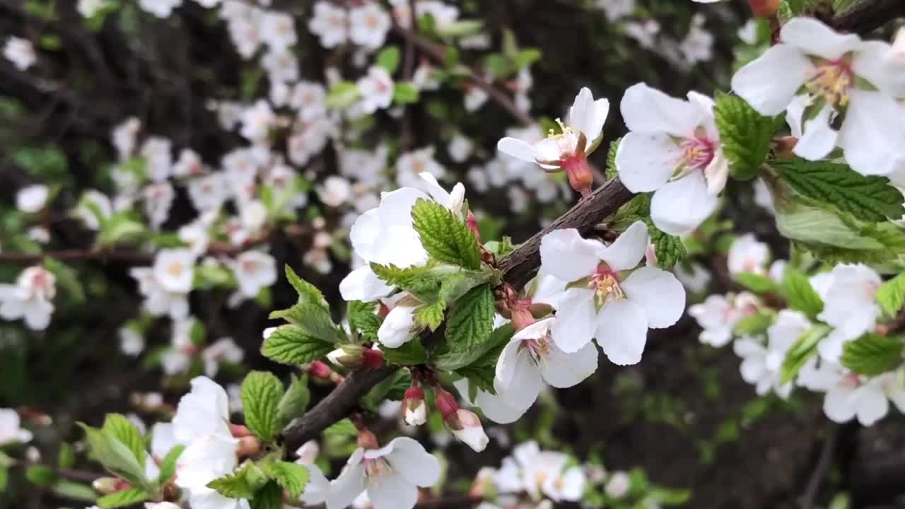 樱花园盛开，树上洒满白花视频素材