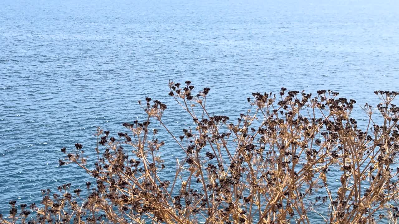 美丽的夏季植物视频素材