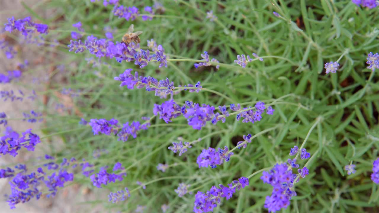 蜜蜂在薰衣草地里给花授粉。特写镜头。视频下载